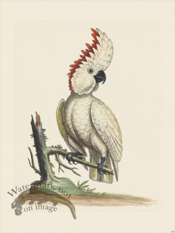 Edwards 160 Great Coockatoo